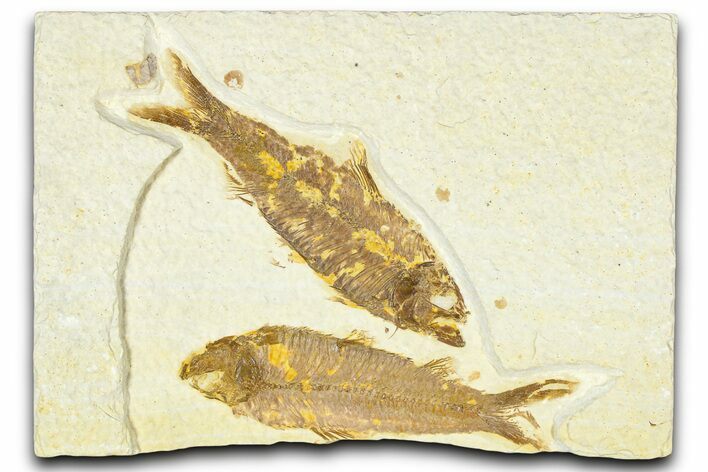 Limestone with Two Fossil Fish (Knightia) - Wyoming #367478